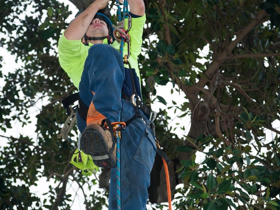 Qualified arborist working in a mature tree during a risk assessment in Somerset
