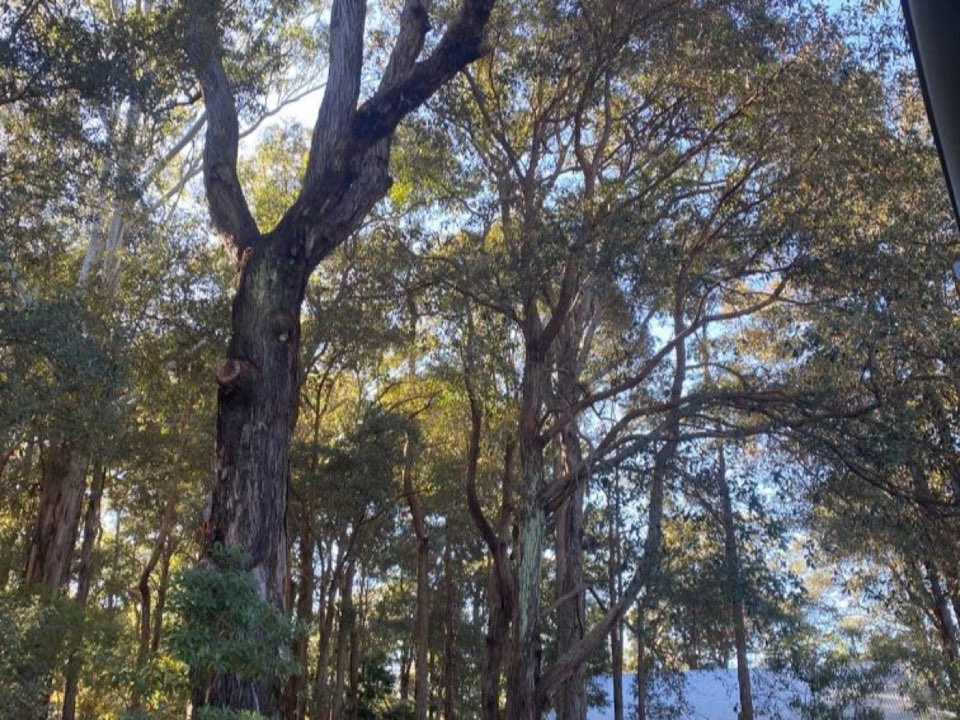 Mature trees in Somerset parkland with a property visible in the background
